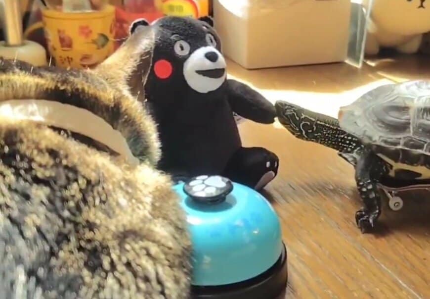 仲良しの猫の小雪ちゃんの前で浮気（？）を始める亀の軍曹くん