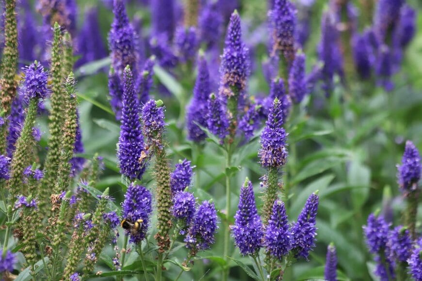 紫の花を咲かせているベロニカ