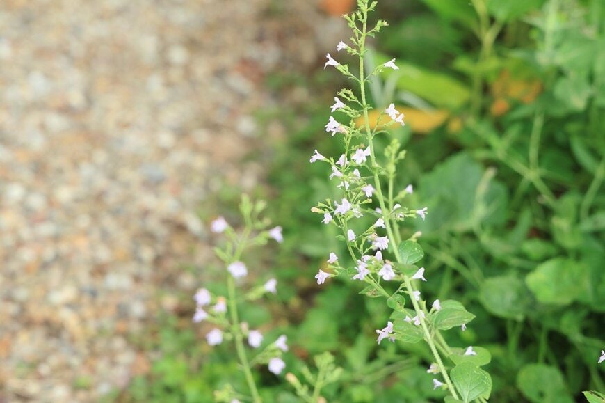 白い花を咲かせている、カラミンサ・ネペタ