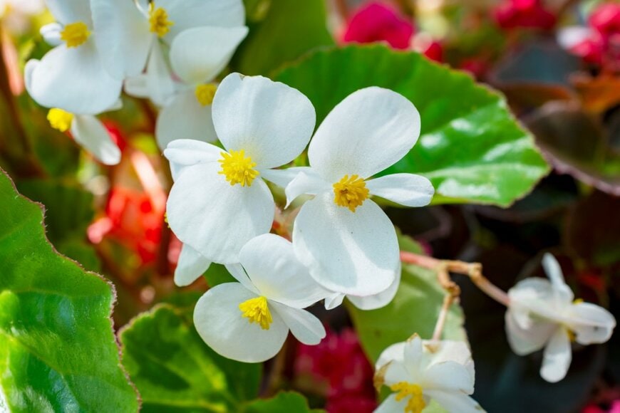 黄色の花芯に白い花弁のベゴニアの花