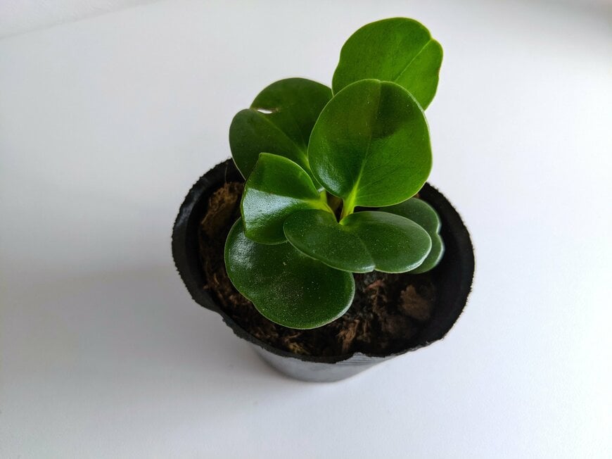 2025年4月にダイソーで110円で購入したペペロミア