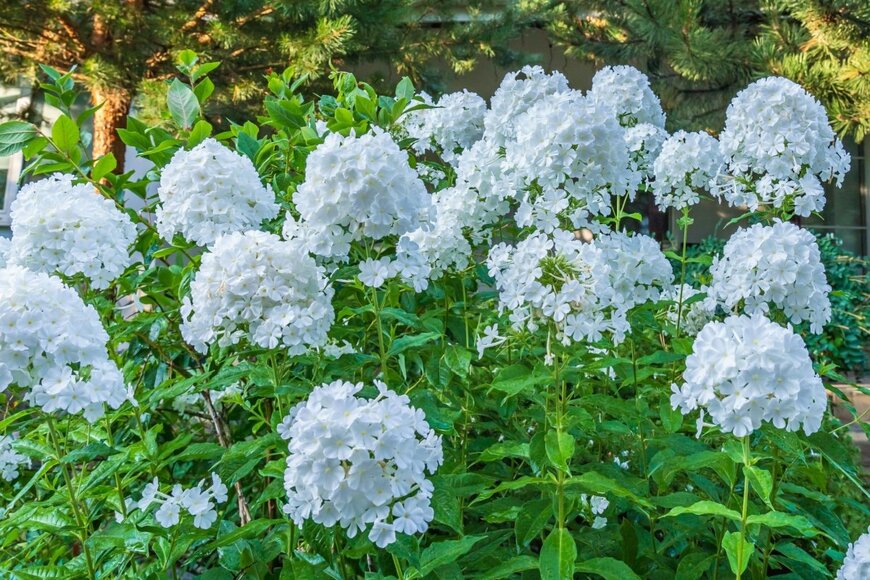 白い花を咲かせている、宿根フロックス