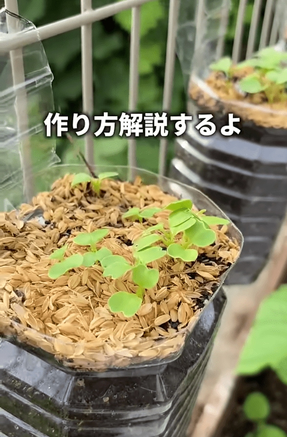 ペットボトルプランターから芽が出ている写真