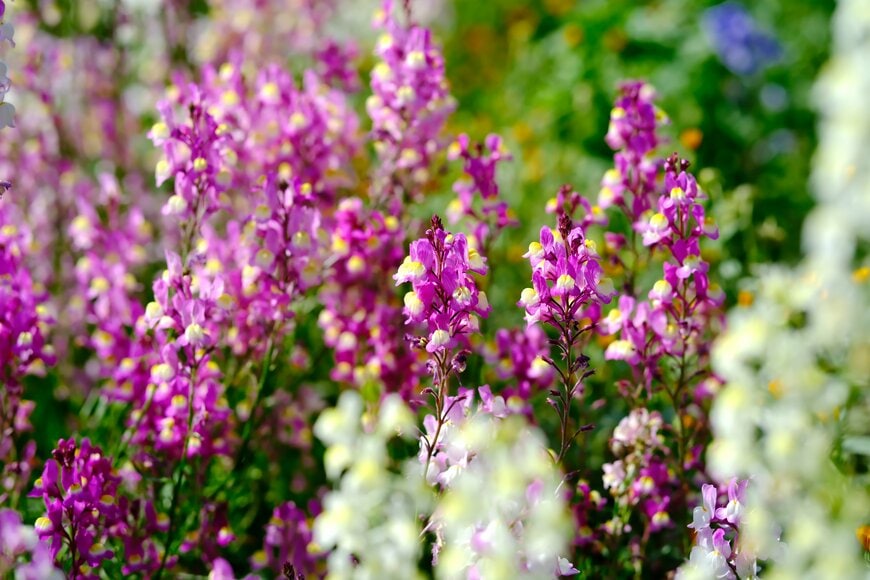 紫や白の花を咲かせている、リナリア