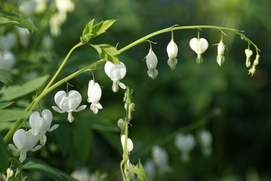 ケマンソウの花。色は白、ハート形の耳飾りのような形の小花が連なって咲いている。