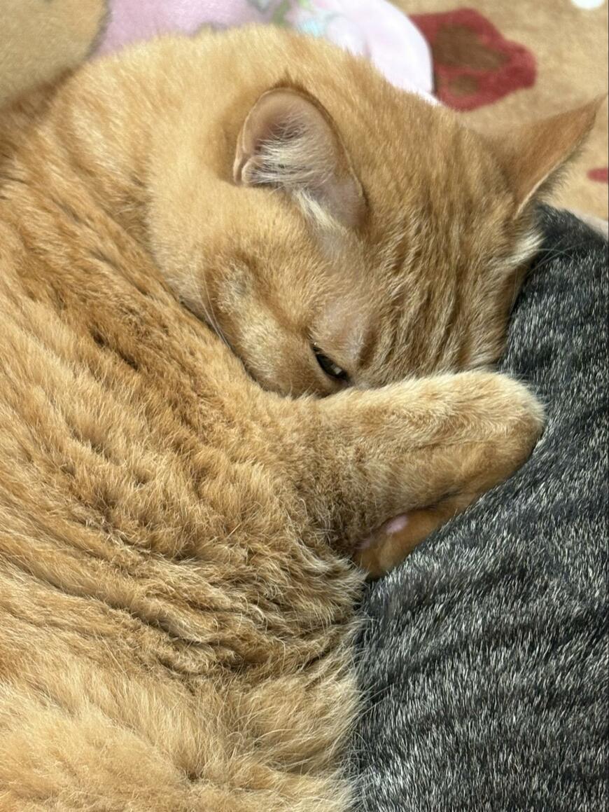 薄目を開ける猫