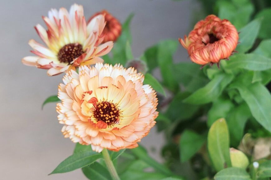 ペールオレンジの花を咲かせている、カレンデュラ