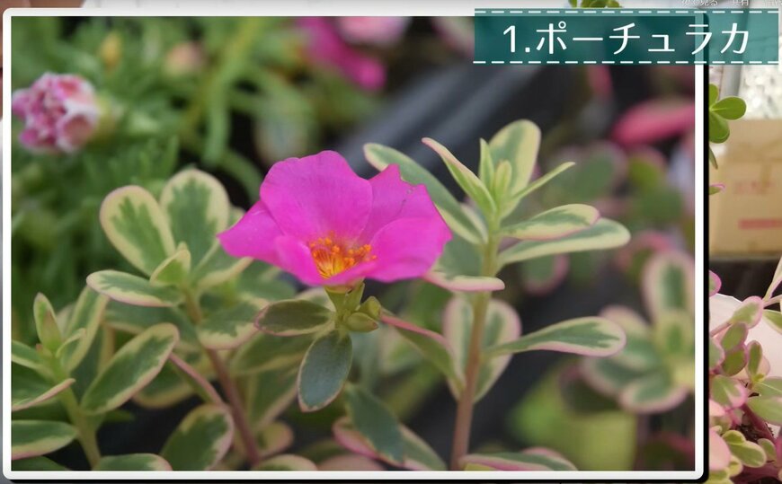 ポーチュラカ