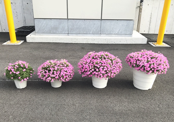 出所：サントリーフラワーズ　サフィニアプチ