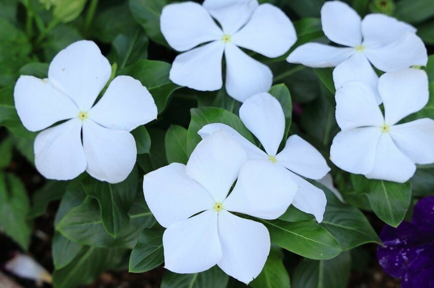 白い花を咲かせている、ニチニチソウ