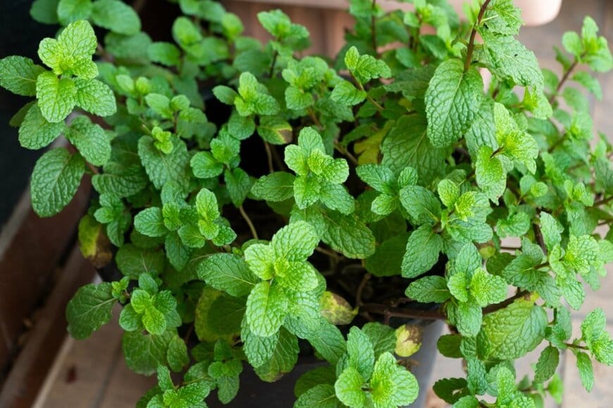 植木鉢で育つミント