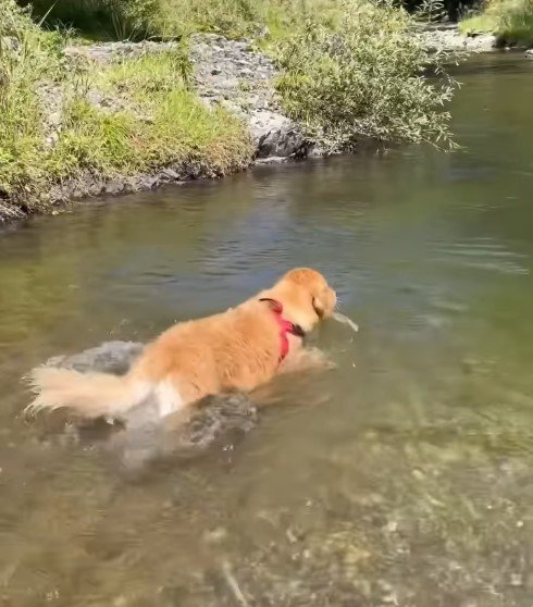 スパルタ教育するゴールデンレトリバー