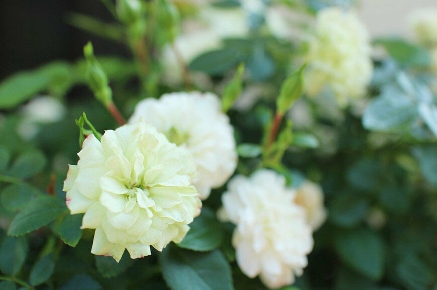 淡い緑色の花を咲かせている、グリーンアイス