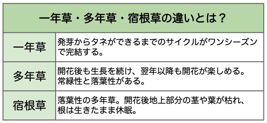 多年草、一年草、宿根草の違いを書いた一覧表