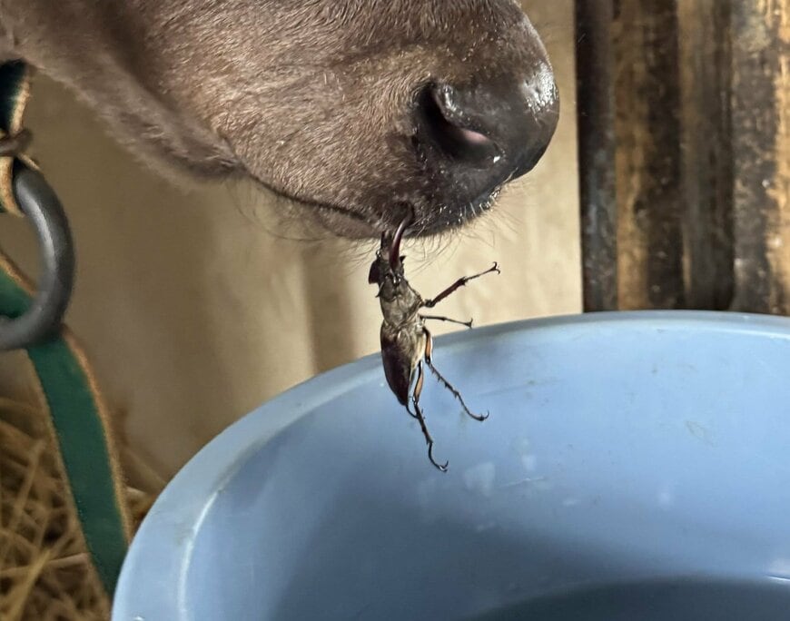 クワガタに食べられている？