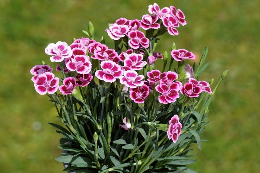 ナデシコの花。色はピンクで、白い縁取りが入っている。