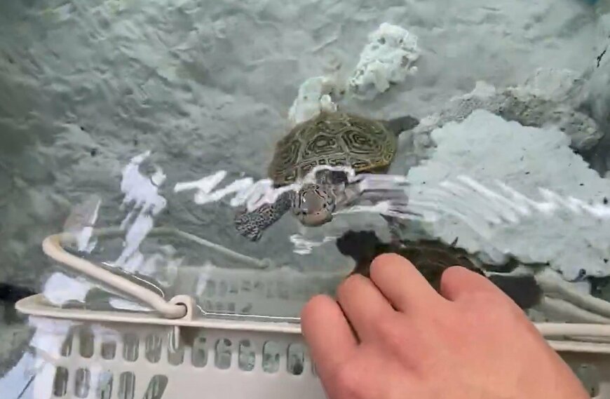 買い物かごに入ろうとするカメ