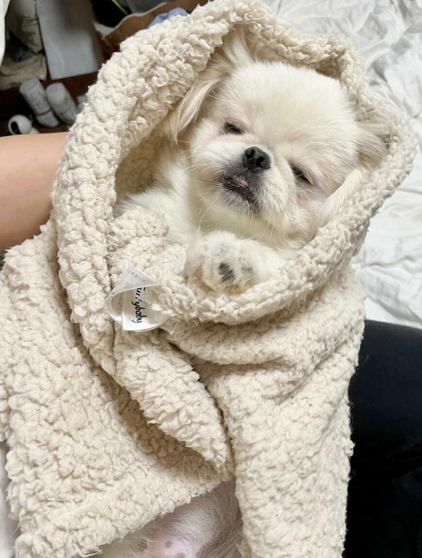 新生児のような犬