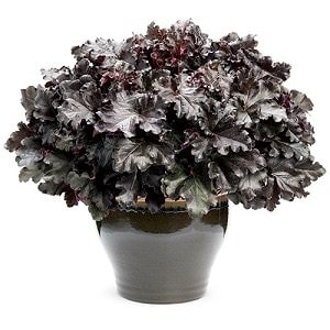 PROVEN WINNERS（プルーブンウィナーズ）　ヒューケラ ドルチェ