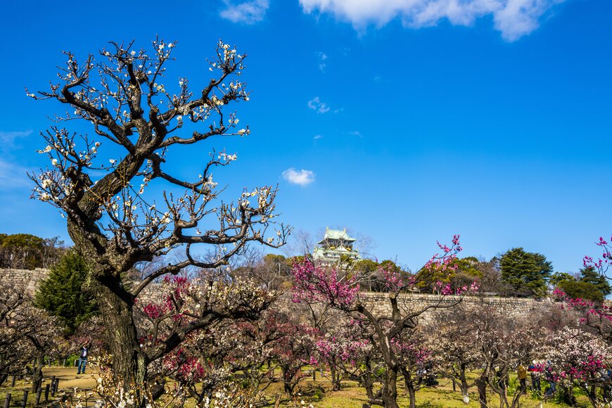 大阪城の梅林