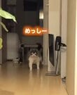 「なにしてんねん」お出迎えする猫の予想外なマイペースすぎる行動に笑ってしまう