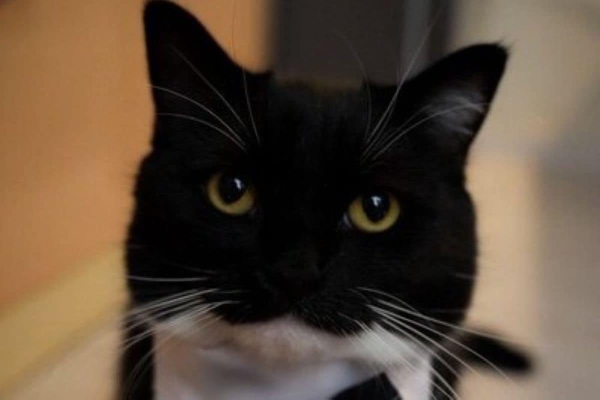 すやすや「お昼寝する猫」　くつろぎ過ぎた「インパクトある寝顔」に思わず二度見 | LIMO | くらしとお金の経済メディア