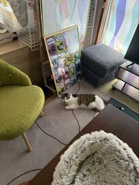 「黒猫を探せ」部屋に潜む黒猫　隠れ上手な姿に惑わされる……！