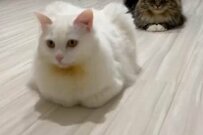 整列する元保護猫たちが話題　おてて「ないないとあるある」