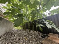 オクラの種を庭の砂利にまいたら大豊作！手軽な家庭菜園に「来年は挑戦したい」「うらやましい」と反響