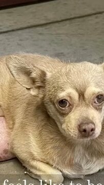 【保護犬】大きな腫瘍を抱えて捨てられた老犬　手術を乗り越えた姿に胸が熱くなる