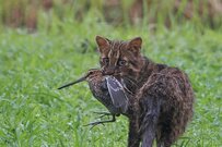 【長崎県】絶滅危惧種・ツシマヤマネコの狩りの瞬間　「自然の摂理」を感じる強烈な1枚が話題