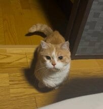 上目遣いが可愛いマンチカン→中に人が入っていそうな直立姿に思わず二度見