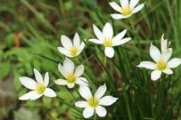 「植えてよかった」植えっぱなしで毎年秋に花咲くローメンテな《多年草》5選！半日陰で育つ植物も