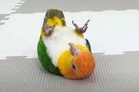 自宅でリラックスしているインコ　急に「スイッチが入る瞬間」に思わず目を疑う