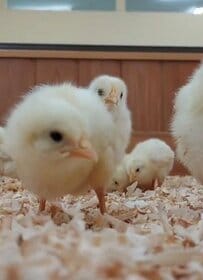 【東武動物公園】「近い近いww」「カメラに近すぎ」（笑）「カメラに近すぎ」ヒヨコたちの永遠に癒される動画を公開（埼玉県）