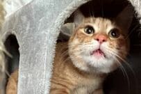 「身体変わった！？」元保護猫を下アングルから撮影したら→「別猫」のような姿に笑ってしまう