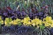 【シェードガーデン】日陰に強い常緑多年草《グランドカバー＆カラーリーフ》10選！今が植えどきです