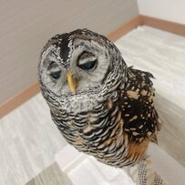 【まばたきするフクロウ】まばたきの瞬間…ジト目に？不思議なお目目に思わず二度見！