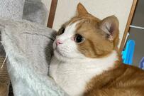 猫が徘徊…役所に器具を借り保護　家族を照らす姿に心温まる