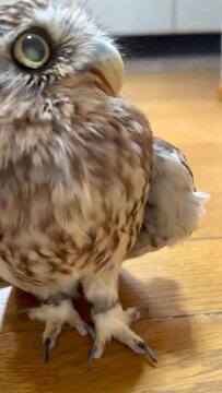 【フクロウのASMR】「トコトコ…」フクロウさんが歩く動画に「足音がいい」「クセになる」の声