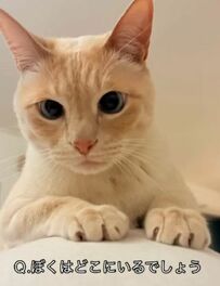 猫さんが座っている場所はどこ？「意外な場所」に悶絶の声続出