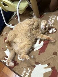 「猫吸いして良いときとダメな時の違い」難関な間違い探しに反響