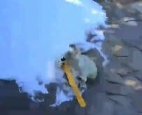 【神戸市立王子動物園】水中のホッキョクグマ「ゆめ」が電線カバーで大暴れ！豪快に走り回って遊ぶ姿に反響（兵庫県）