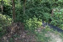 【庭DIY】ジャングルのような庭が大変身　「家族の憩いの場」に一変した様子に思わず目を疑う