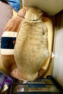 まるで「ビッグなツチノコ」？モフモフお腹の猫さん　「香箱座り」の美しいシルエットに和む