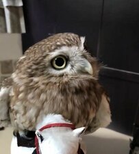 【まさか】白馬に乗るフクロウ！？見事なバランス感覚に「さすが殿！」「暴れん坊将軍」と称賛の声