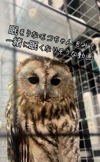 【話題】うとうとするフクロウ…眠たくてだんだんと目が閉じていく様子が可愛い！
