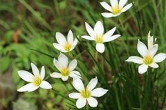 「植えてよかった」植えっぱなしで毎年秋に花咲くローメンテな《多年草》5選！半日陰で育つ植物も