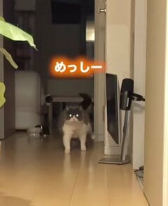 「なにしてんねん」お出迎えする猫の予想外なマイペースすぎる行動に笑ってしまう