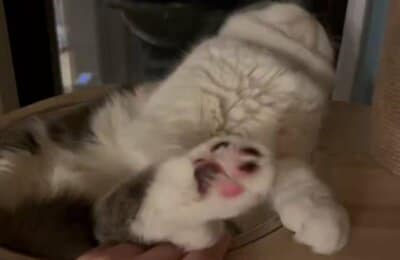 伸びをするように頭を後ろへもたげてリラックス